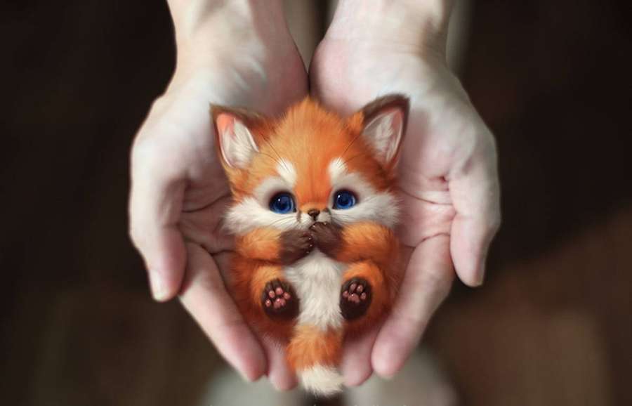 Pequeño zorro sostenido en manos ahuecadas con fondo suave desenfocado — Baby Fox Fondos de pantalla