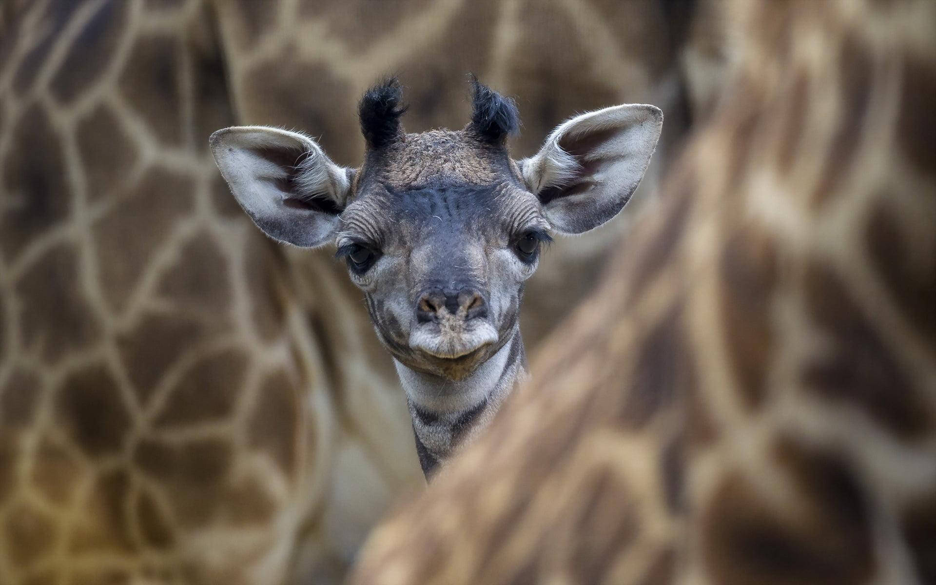 Baby Giraffe Pictures