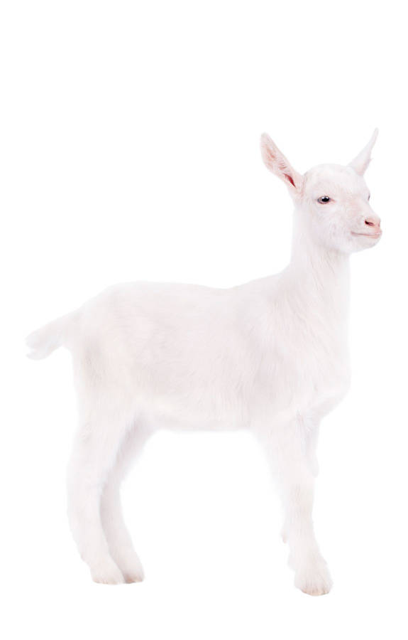 Baby Goat Billeder