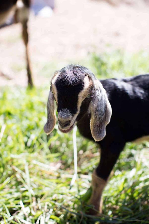 Baby Goat Bakgrunnsbildet