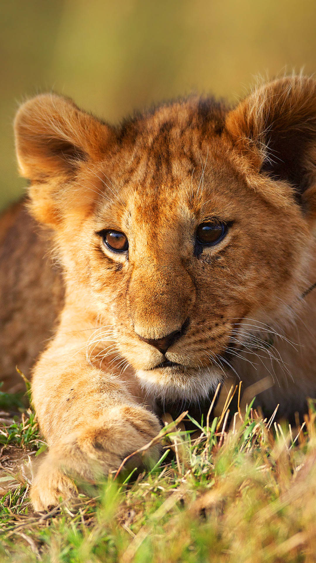 Baby Leeuw Achtergrond