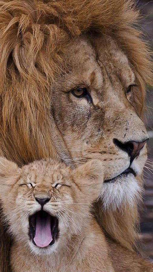 Baby Lion Billeder