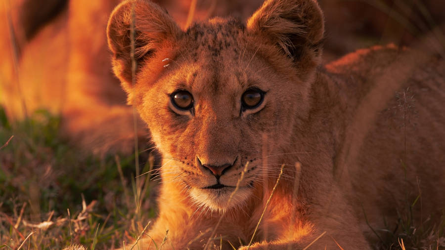 Baby Lion Hintergrundbilder