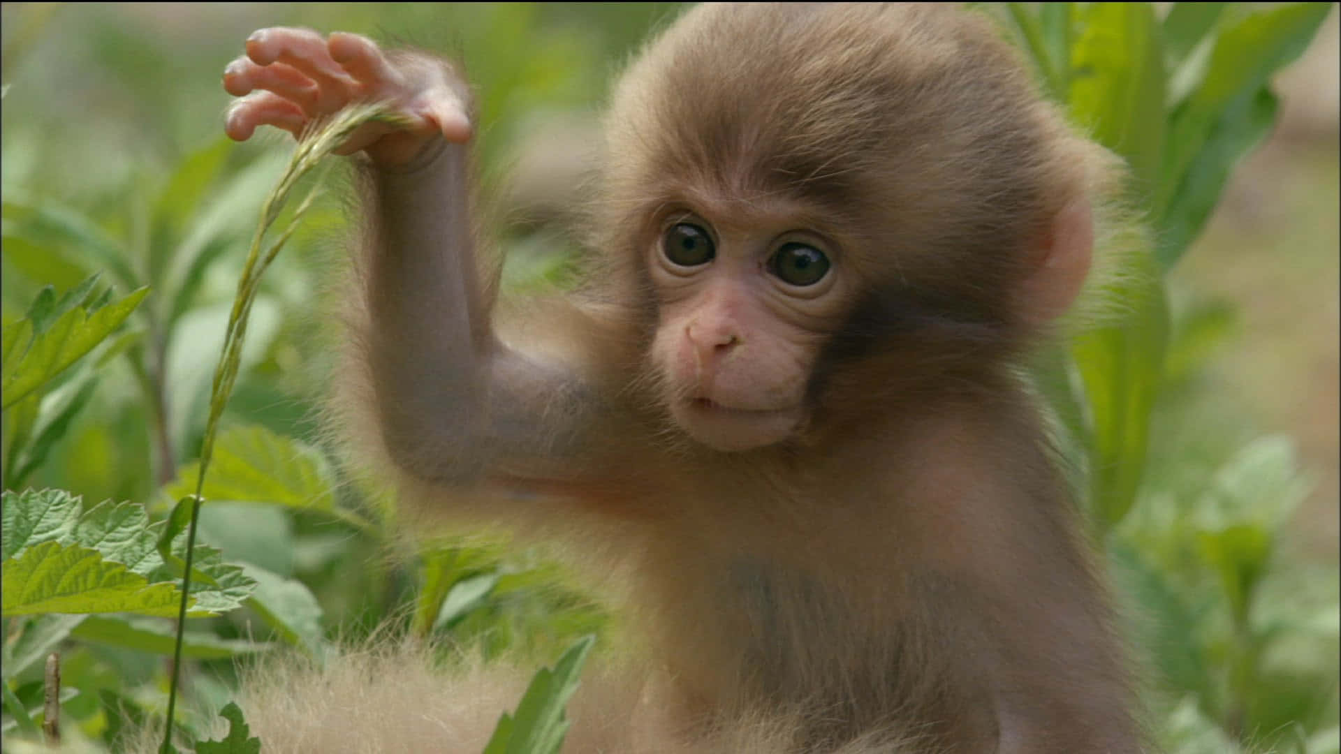 Baby Monkey Pictures Wallpaper