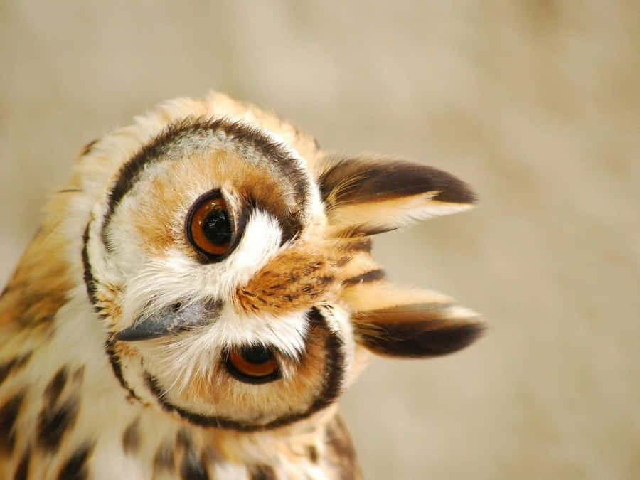 Baby Owl Background Wallpaper