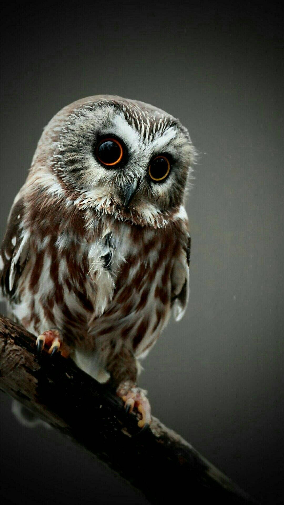 Baby Owl Background Photos