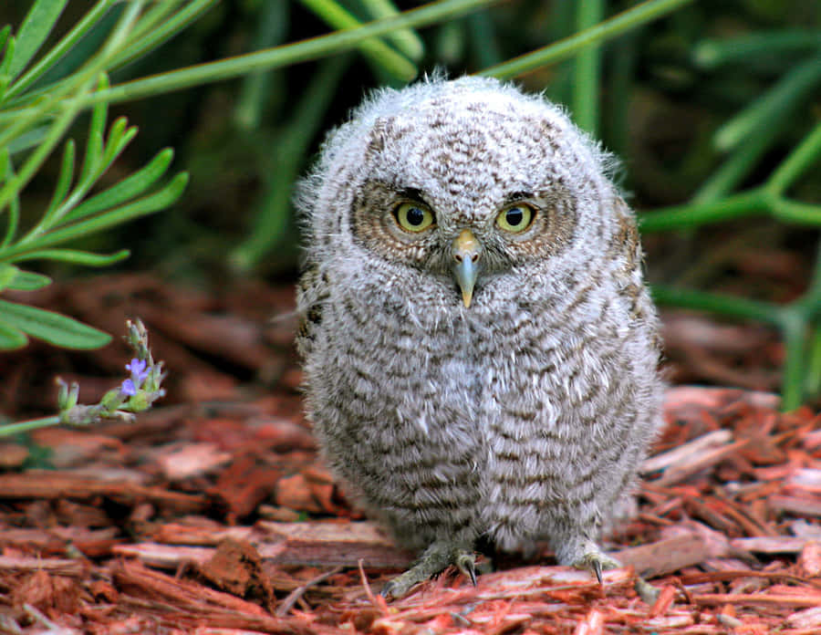 Baby Owl Bilder