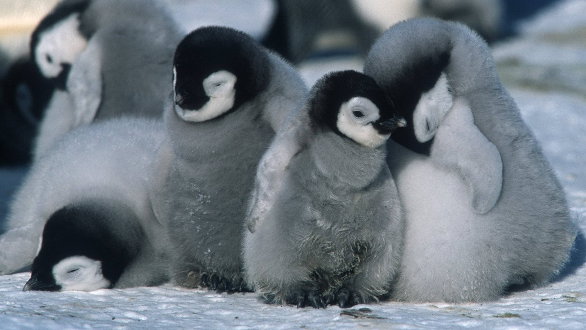 Baby Penguin Pictures