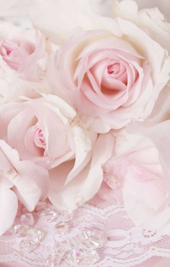 Pink roses on lace with crystal beads for a romantic floral arrangement. — Baby Pink Wallpaper