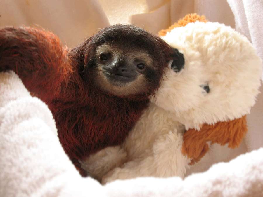 A baby sloth cuddles a white stuffed animal in soft blankets. — Baby Sloth Background