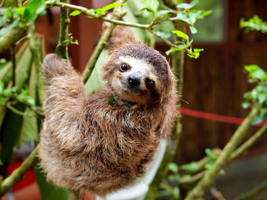 Baby Sloth Pictures Wallpaper