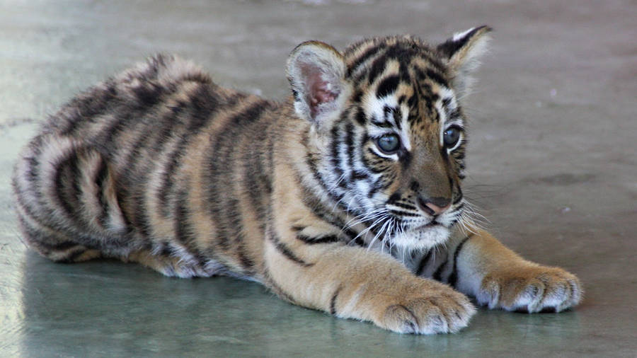 Baby Tiger Background Photos