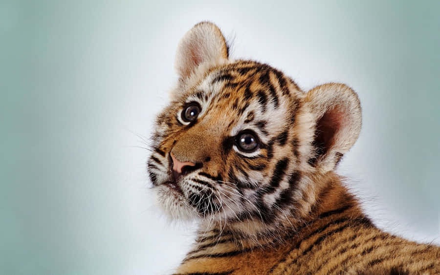 Baby Tiger Background Wallpaper