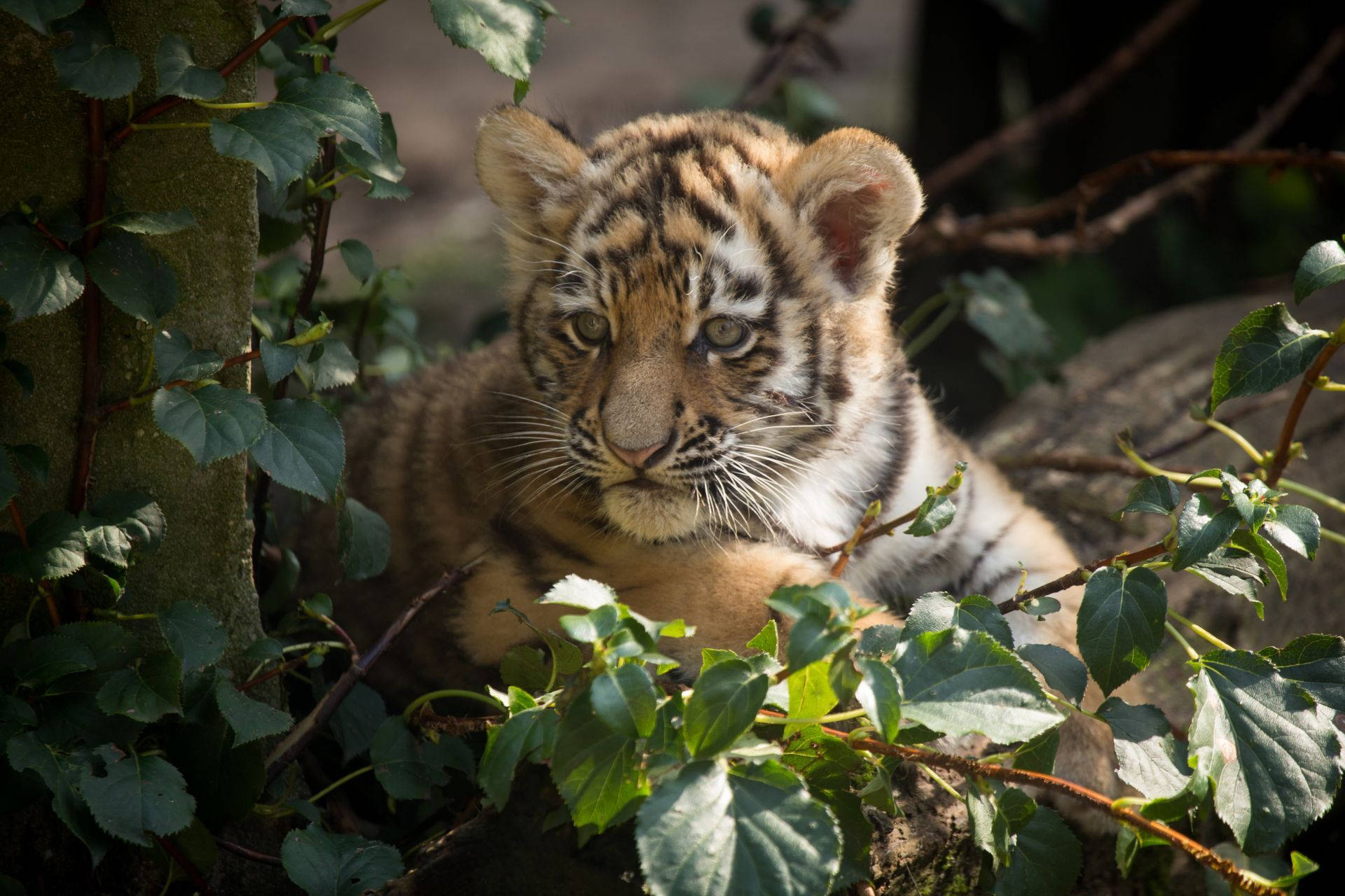 Baby Tiger Hintergrundbilder
