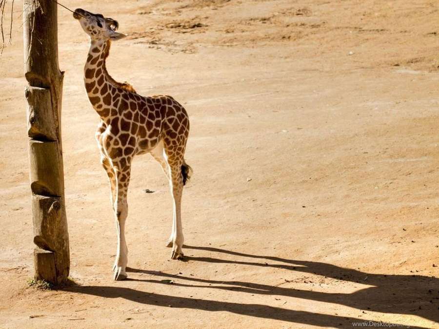 Junge Giraffe frisst von Holzpfosten in Sandgehege unter heller Sonne. — Babygiraffe Wallpaper