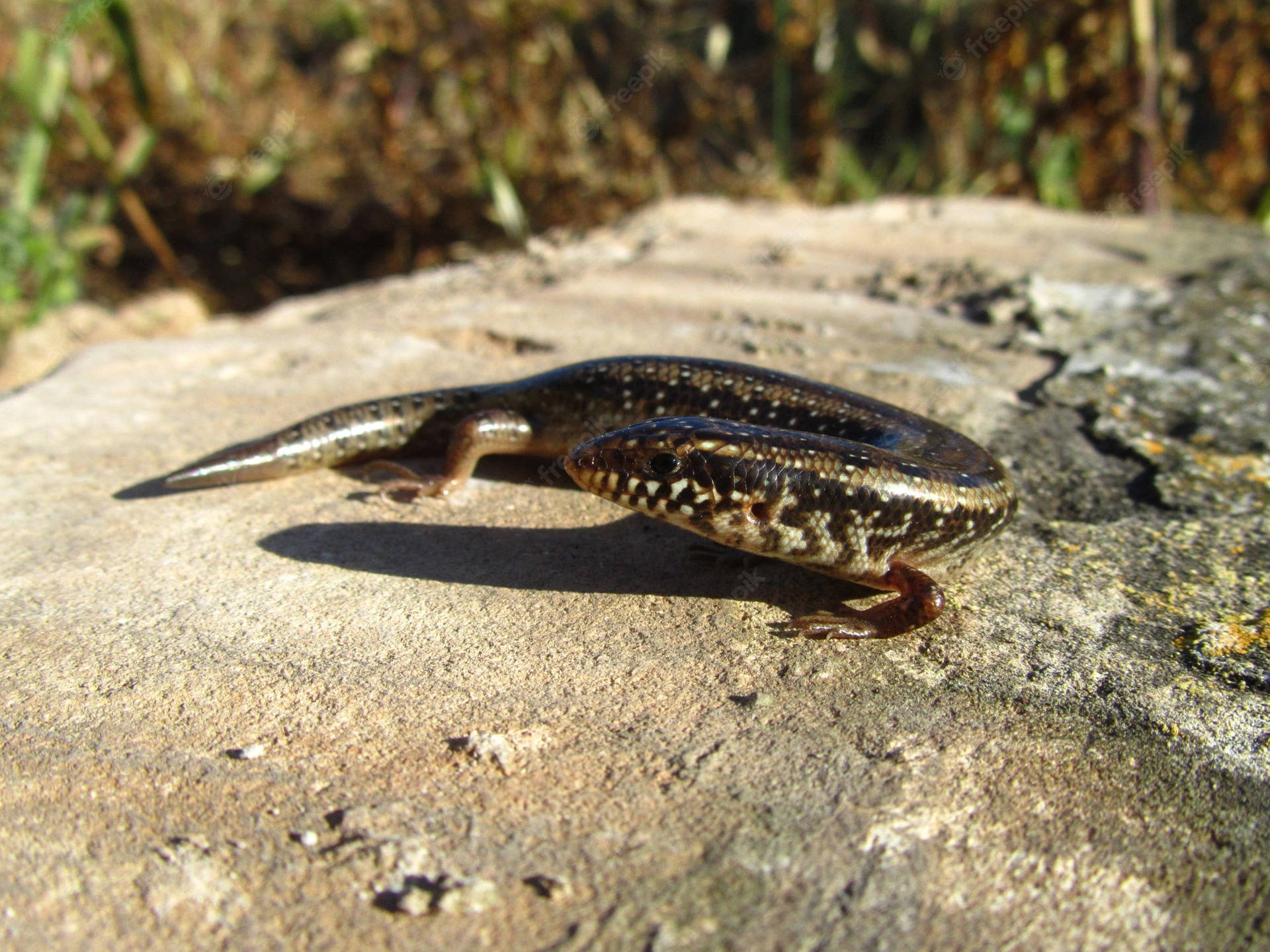 Bakke Skink Bakgrunnsbildet