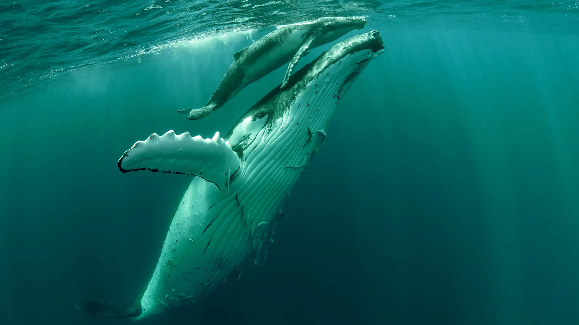 Baleine À Bosse Fond d'écran