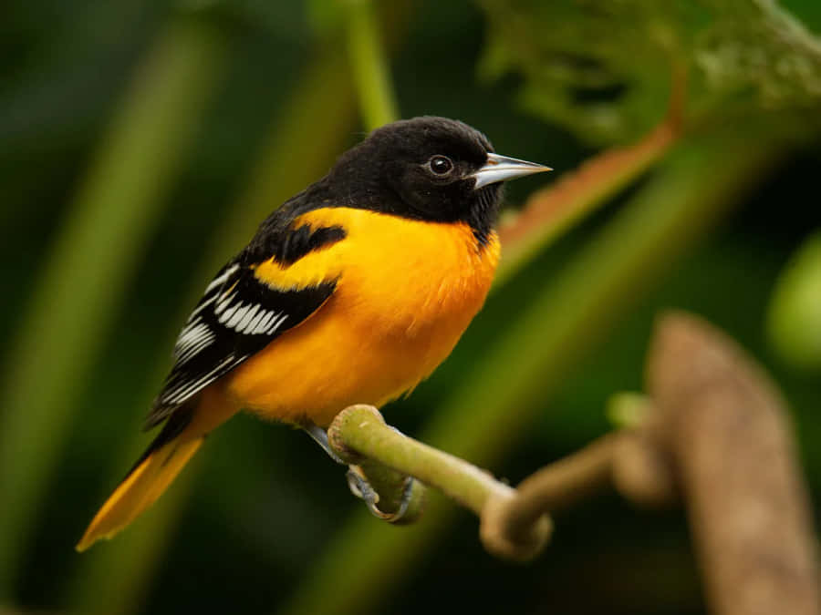 Baltimore Oriole Bird Bilder