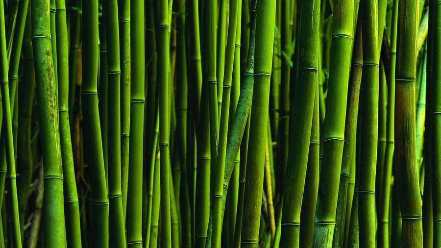 Close-up of dense green bamboo stalks in a forest setting. — Bamboo Background