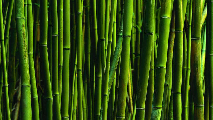 Bamboo Background Wallpaper