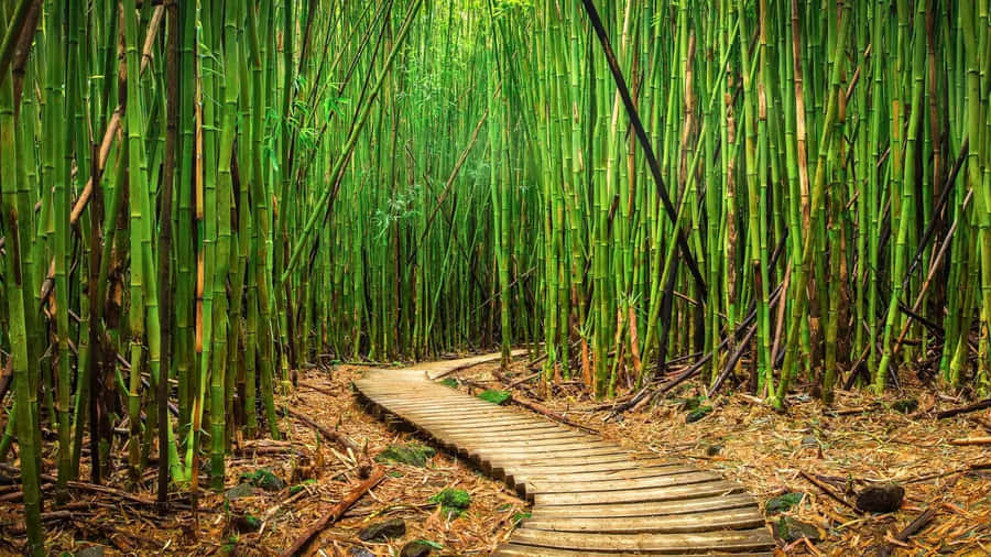 Bamboo Forest Hd Wallpaper