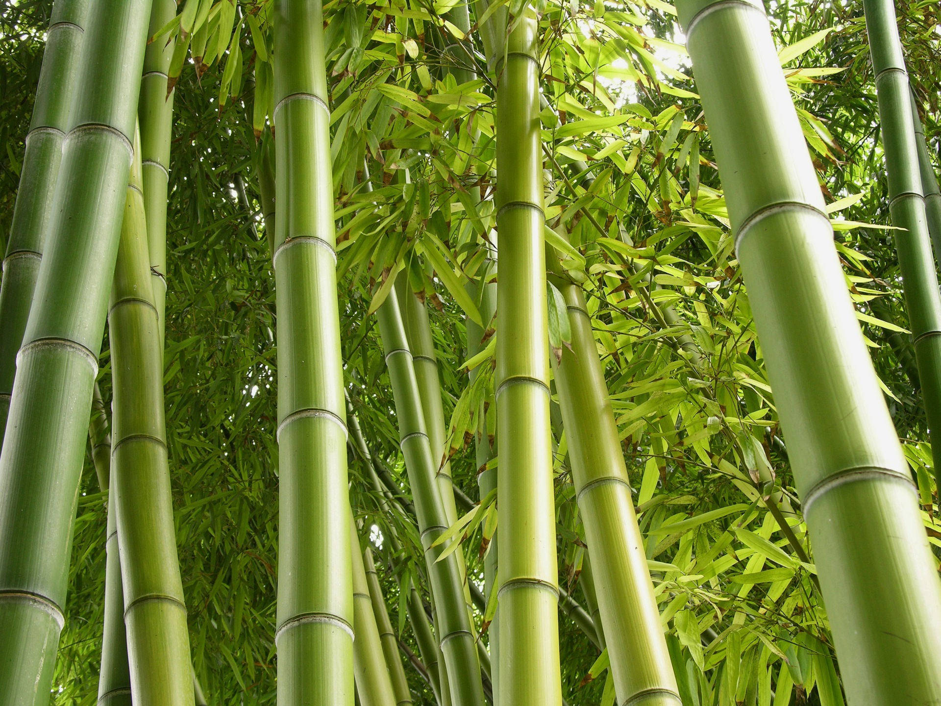 Bamboo Hd Fondo de pantalla