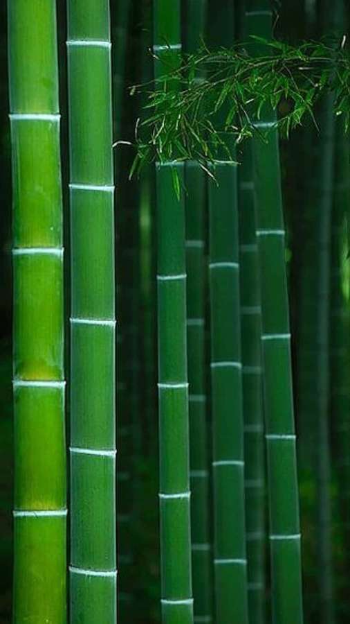 Tall green bamboo stalks with leaves in a forest setting — Bamboo Phone Wallpaper