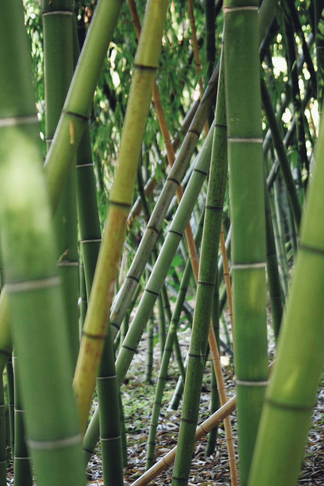 Bambù Hd Sfondo