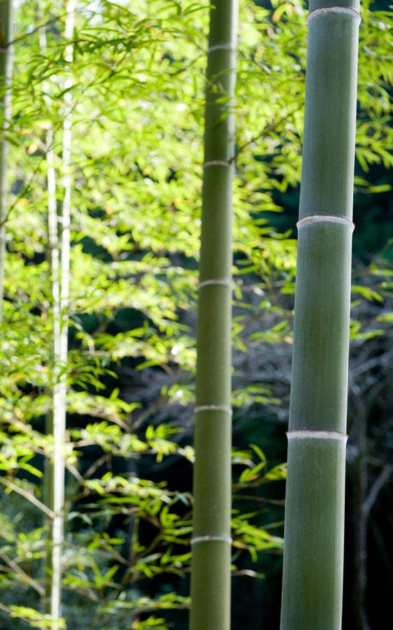 Bambu Skogen Iphone Wallpaper