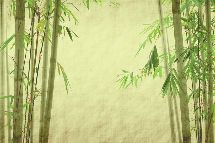 Bambu Verde Papel de Parede