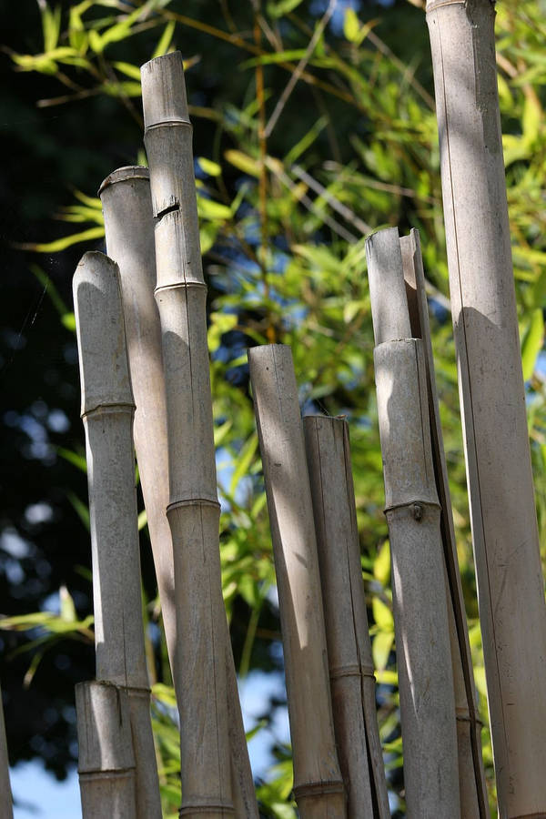 Bambus 4k Wallpaper