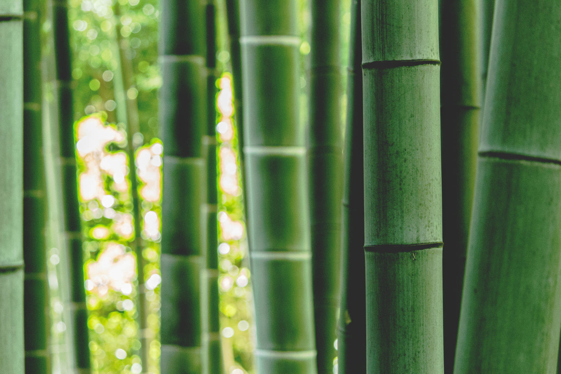 Bambus Billeder