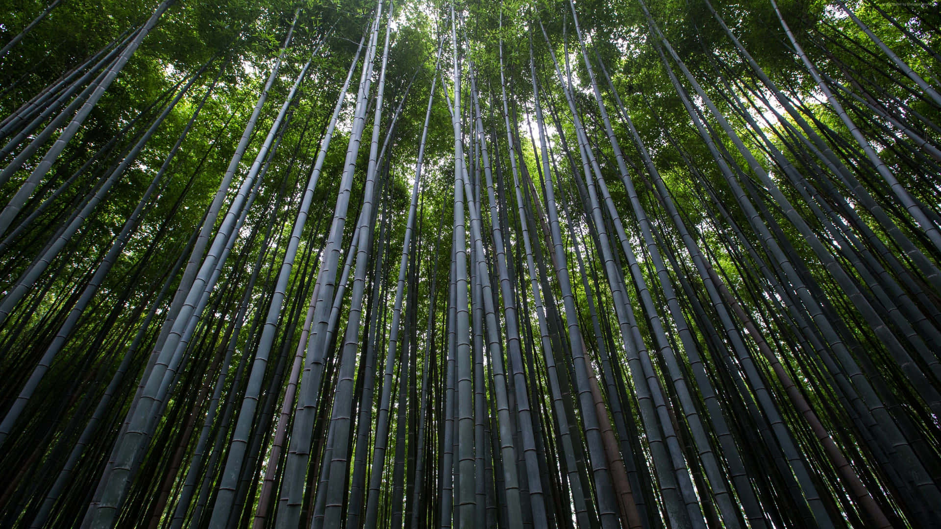 Bambus Hd Wallpaper