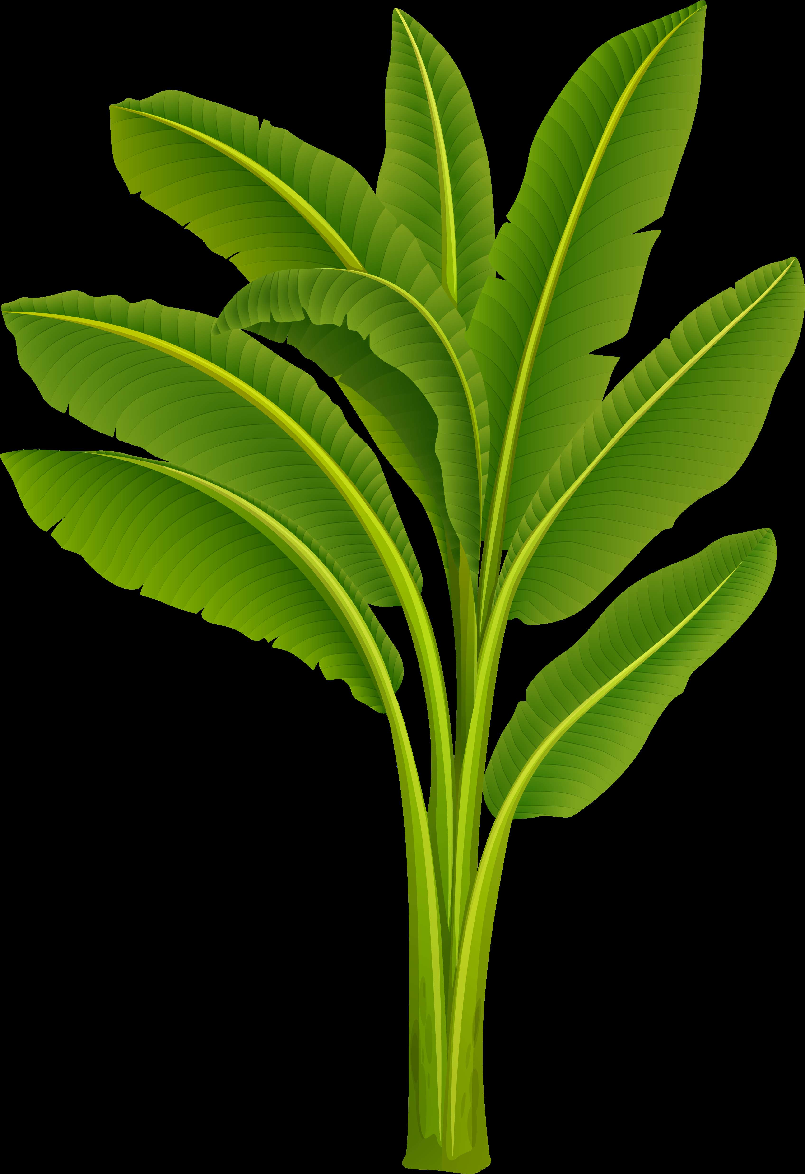 Illustrated banana plant with large green leaves on black background — Banana Tree PNG