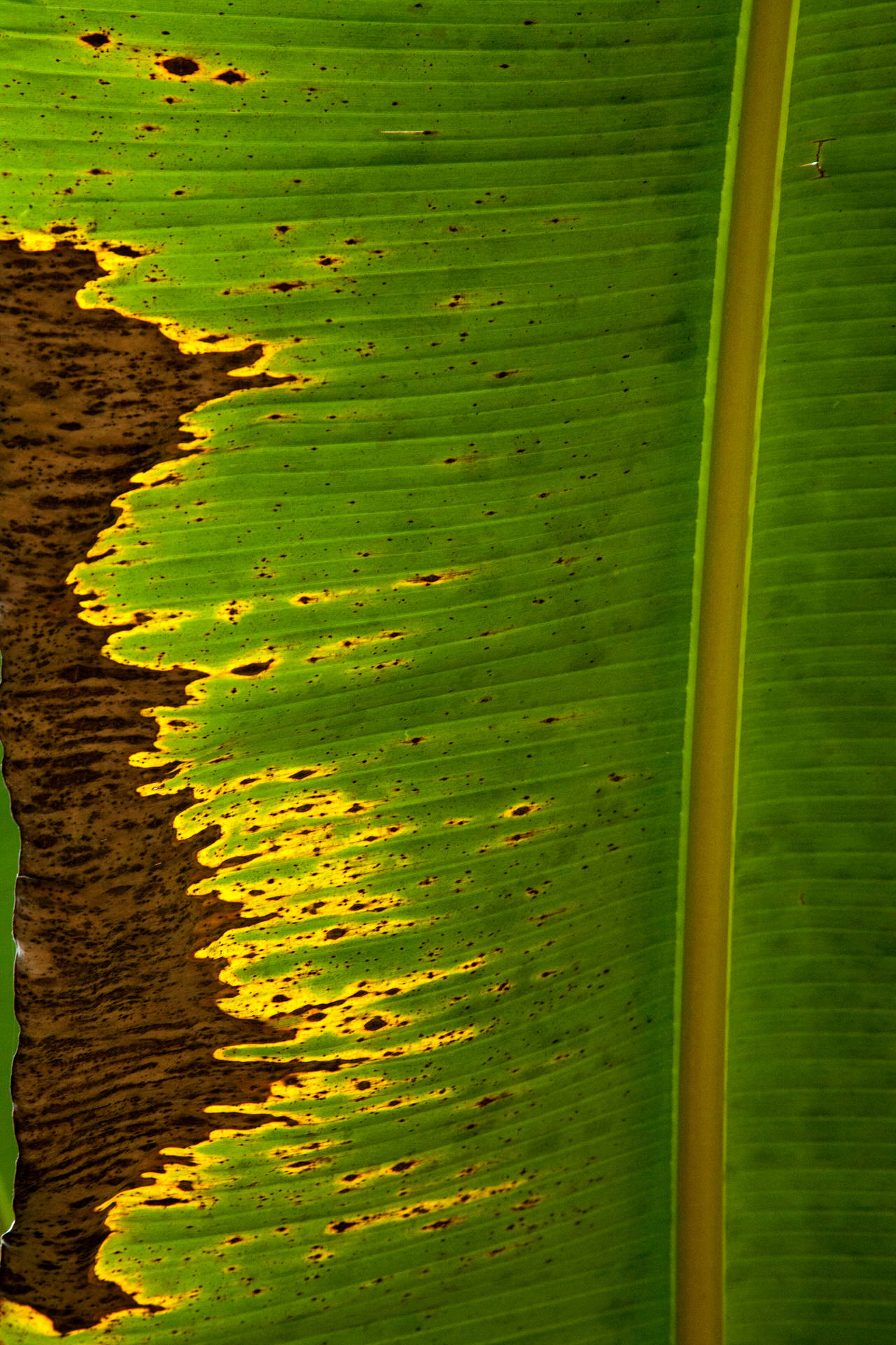 Bananenblatt Hintergrund