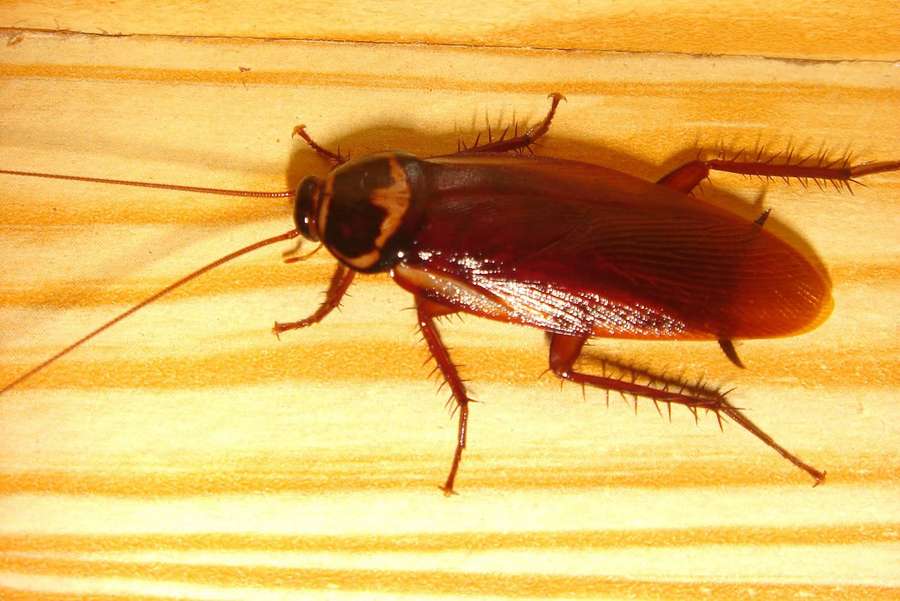 Uma barata marrom em superfície de madeira — Barata Papéis de Parede