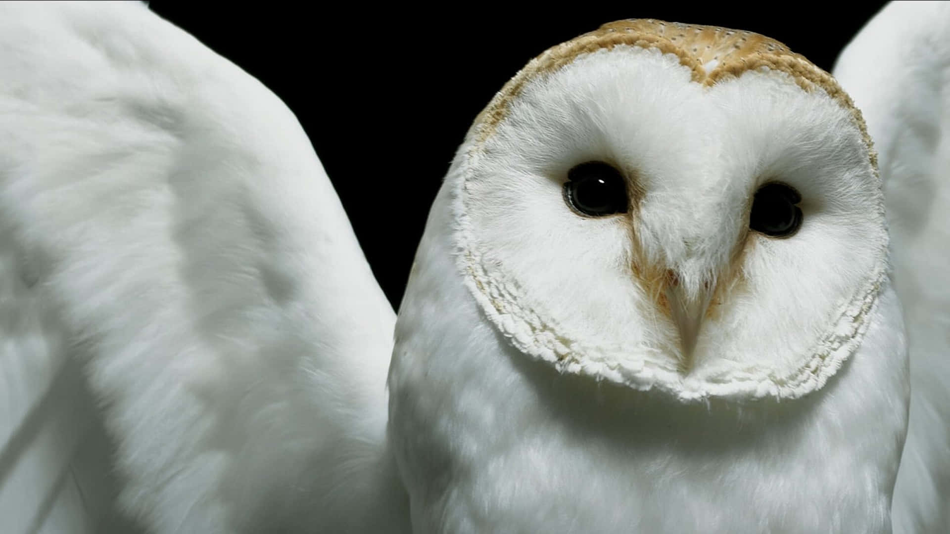 Barn Owl Pictures Wallpaper
