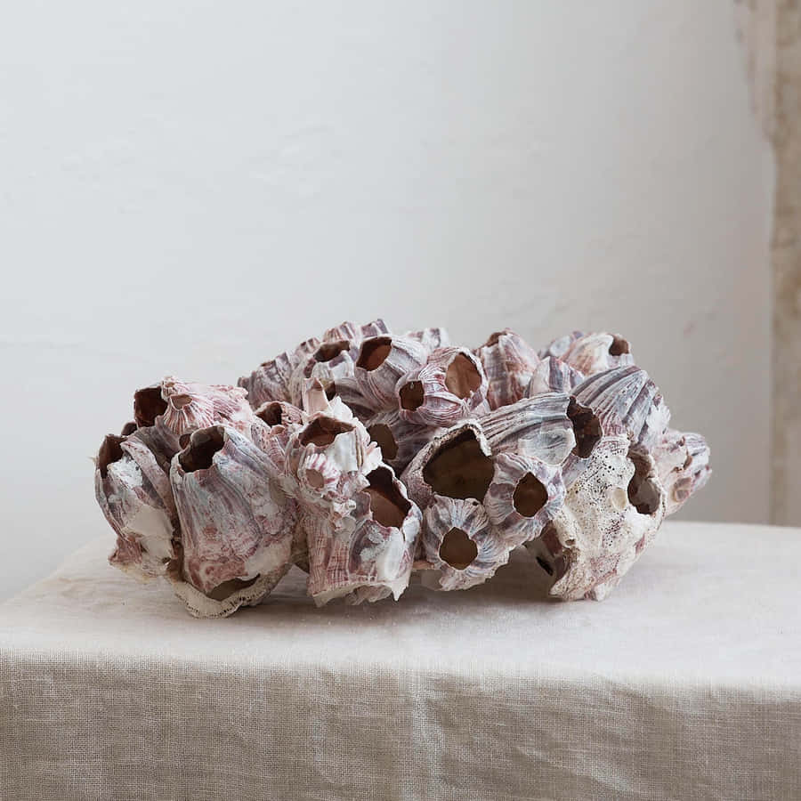 Barnacle Bakgrunnsbildet