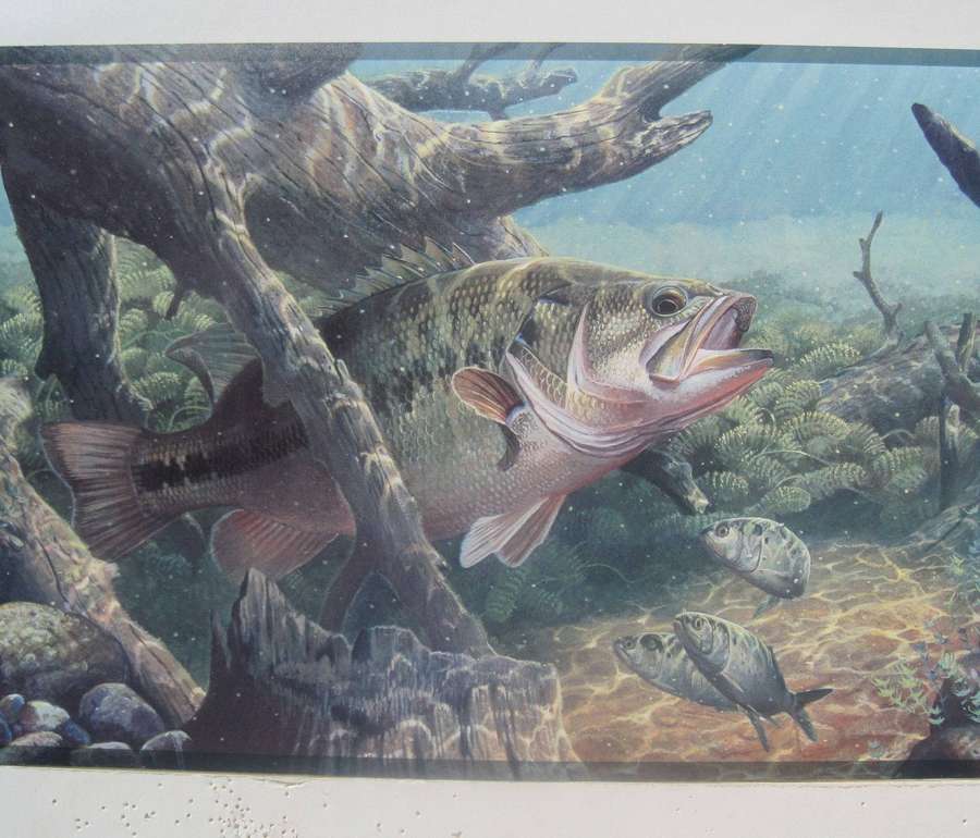 Ein großer Barsch schwimmt in der Nähe von versunkenen Baumstämmen und Felsen in klarem blauen Wasser, mit kleineren Fischen in der Nähe. — Barschfischen Wallpaper