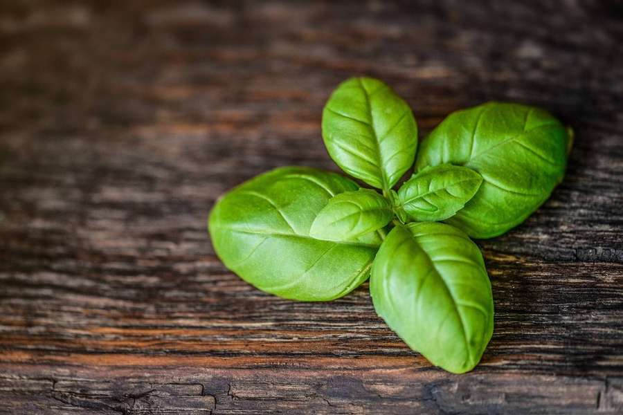 Hojas frescas de albahaca sobre fondo rústico de madera — Basil Fondos de pantalla