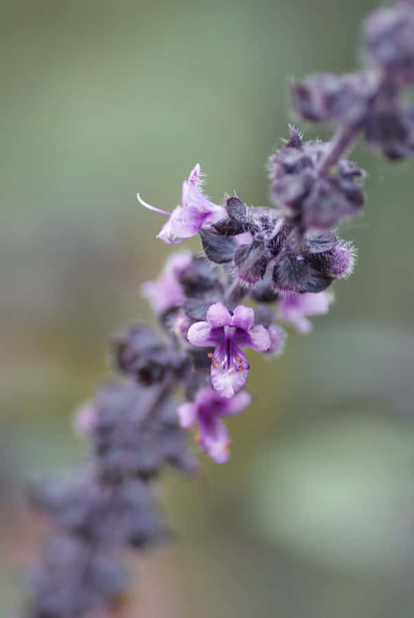 Basilic Violet Fond d'écran