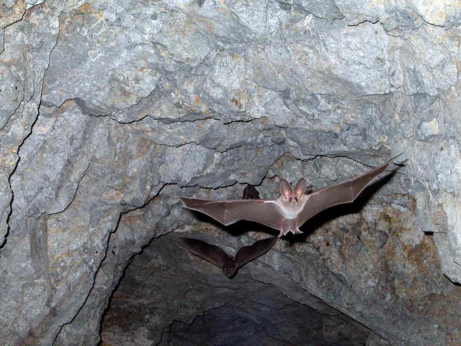 Bat Bilder