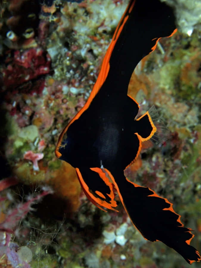 Batfish Taustakuva