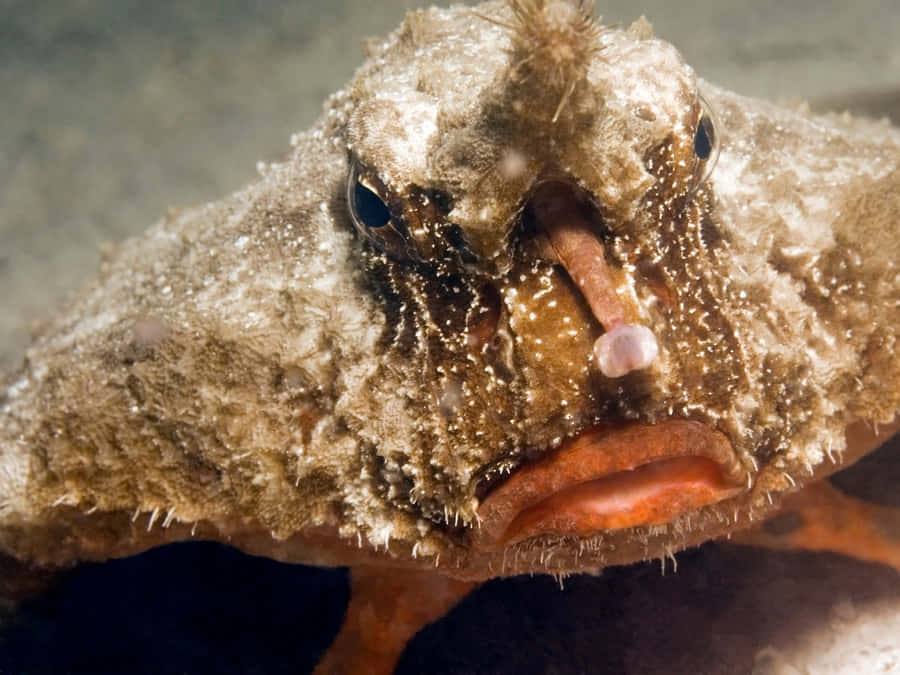 Batfish Bakgrunnsbildet