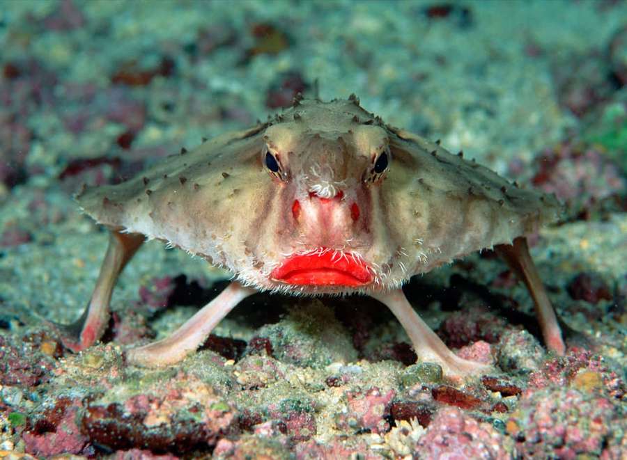A frogfish with a bright red mouth on a coral-covered ocean floor. — Batfish Wallpaper