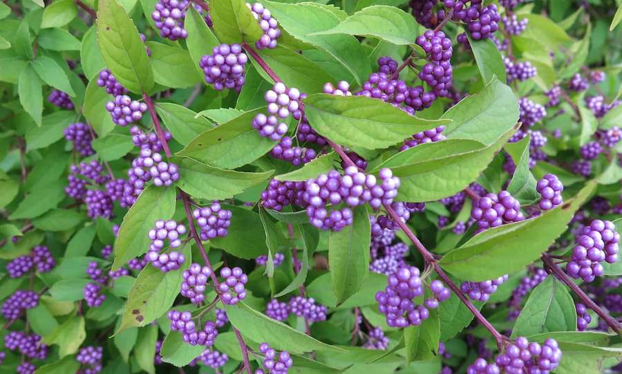 Bayas moradas creciendo en ramas verdes y frondosas — Bayas Moradas Fondos de pantalla