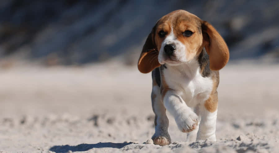 Beagle Dog Bilder