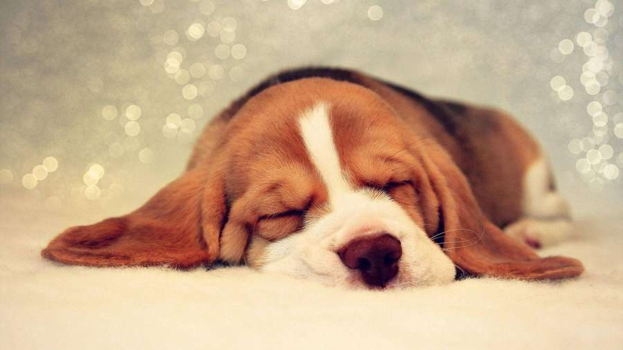 A beagle puppy sleeping peacefully on a white surface with sparkling lights behind. — Beagle Dog Wallpaper