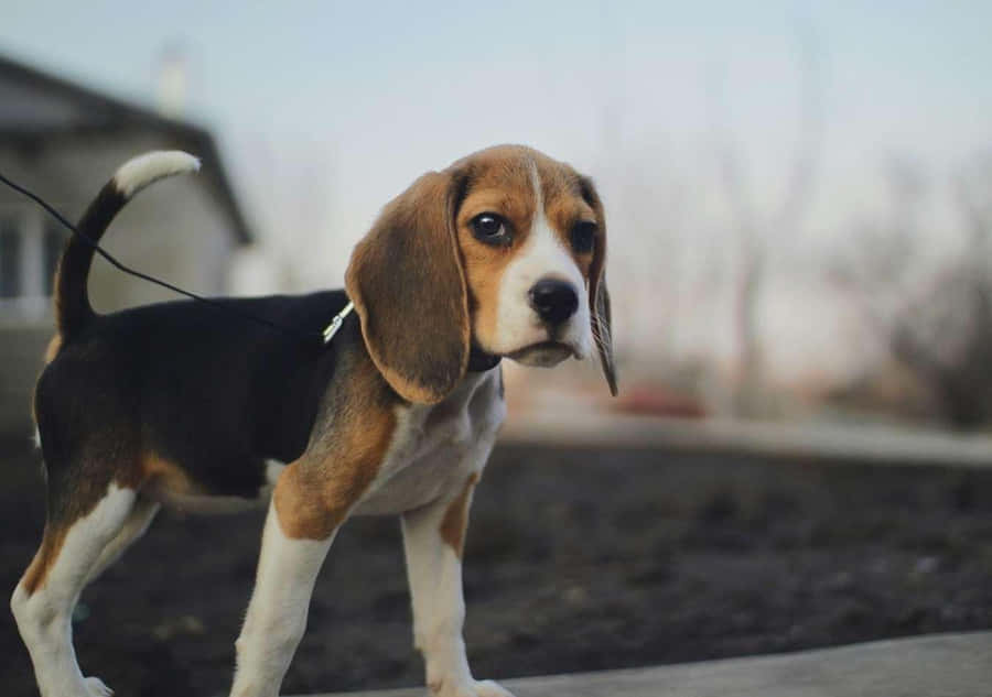 Beagle Dogs Bilder