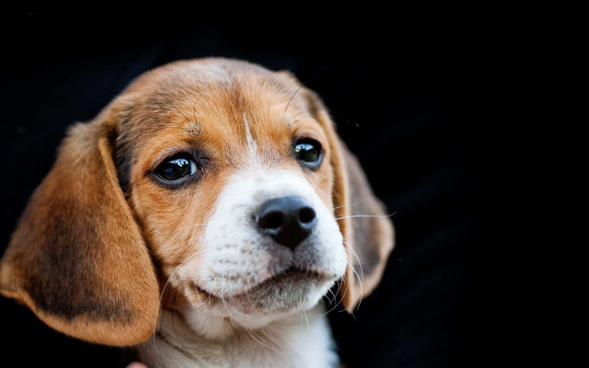 Beagle Dogs Pictures Wallpaper